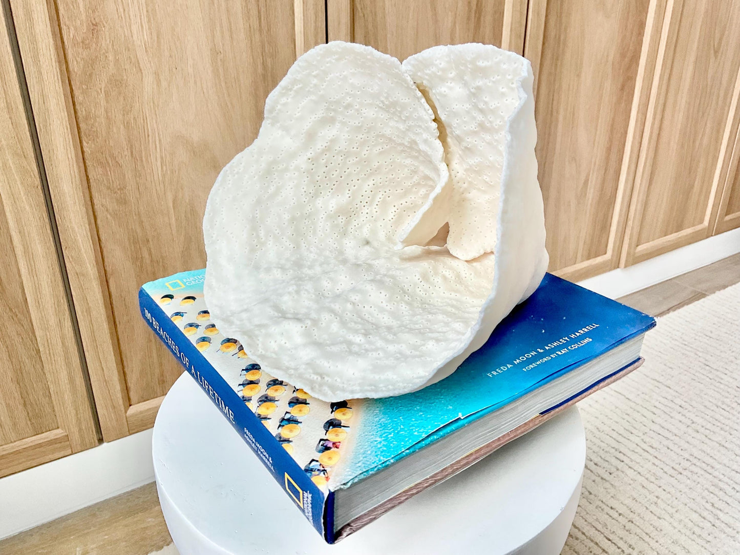 Genuine 9.5" Wide Sea Spiral CUP CORAL 100% Natural Ocean Reef Centerpiece Coastal Beach Ocean Décor Nautical Display Fossil White