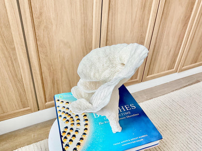 Genuine 9" Wide Sea Spiral CUP CORAL 100% Natural Ocean Reef Centerpiece Coastal Beach Ocean Décor Nautical Display Fossil White