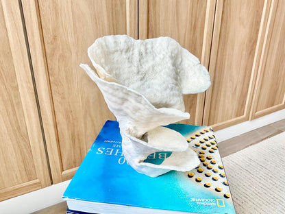 Natural Cup Coral Fossil Specimen: 9" x 8"x 7" White Beach House Coastal Décor
