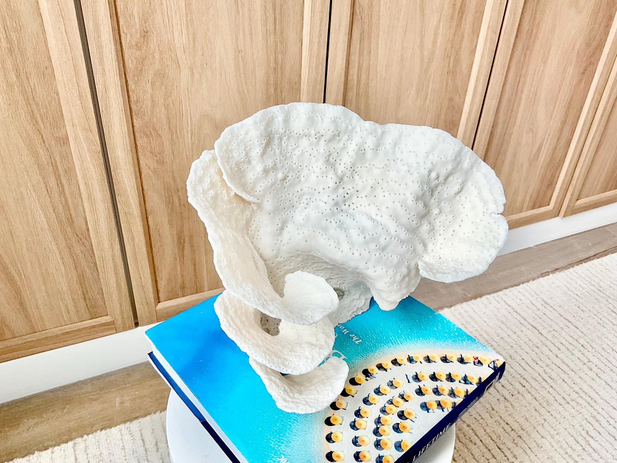 Natural Cup Coral Fossil Specimen: 9" x 8"x 7" White Beach House Coastal Décor