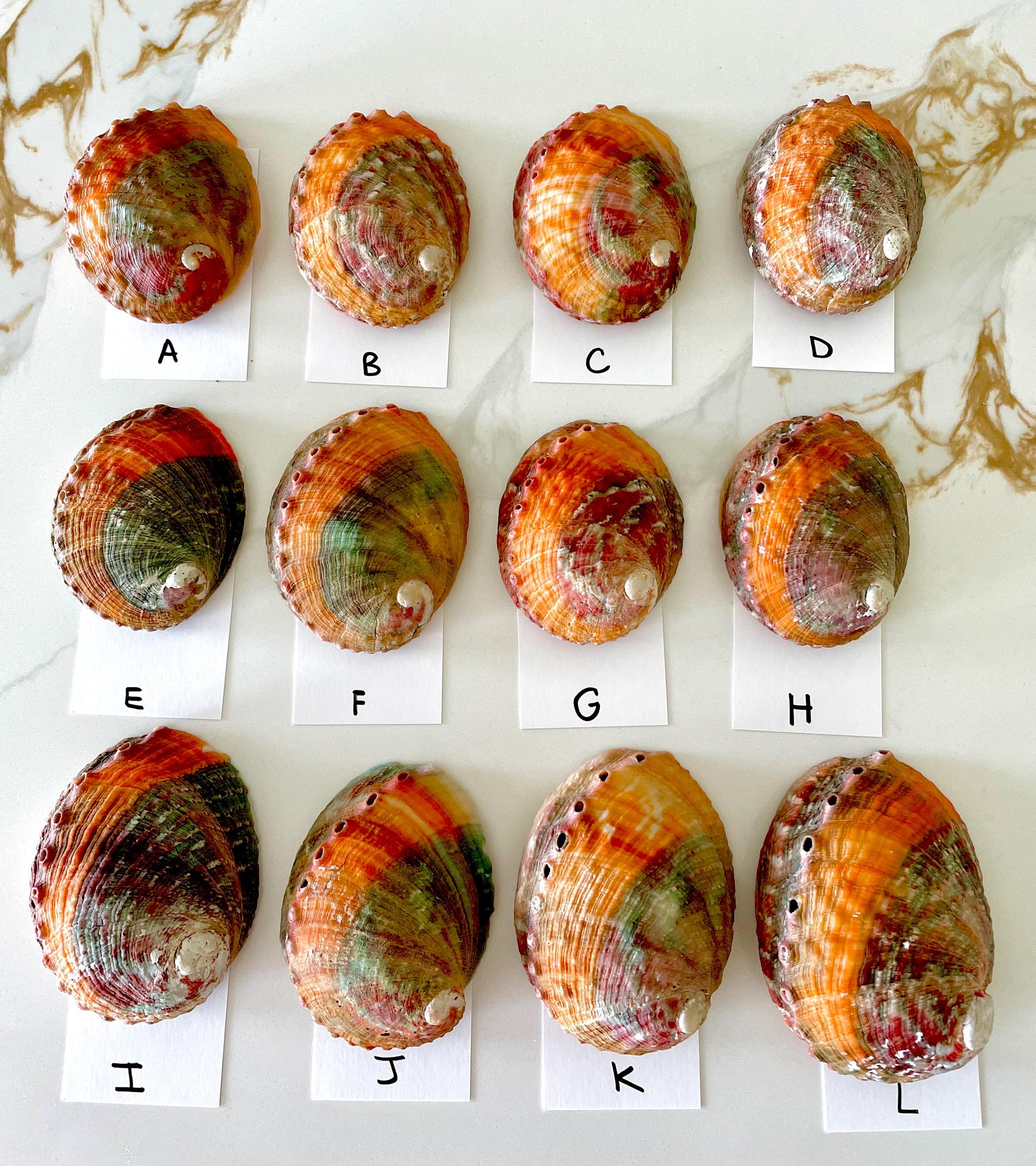 BANDED CHINO ABALONE Shells Rare 3-3.5" Natural Green Red Orange Striped Coastal Décor Ocean Specimen Collectable Display