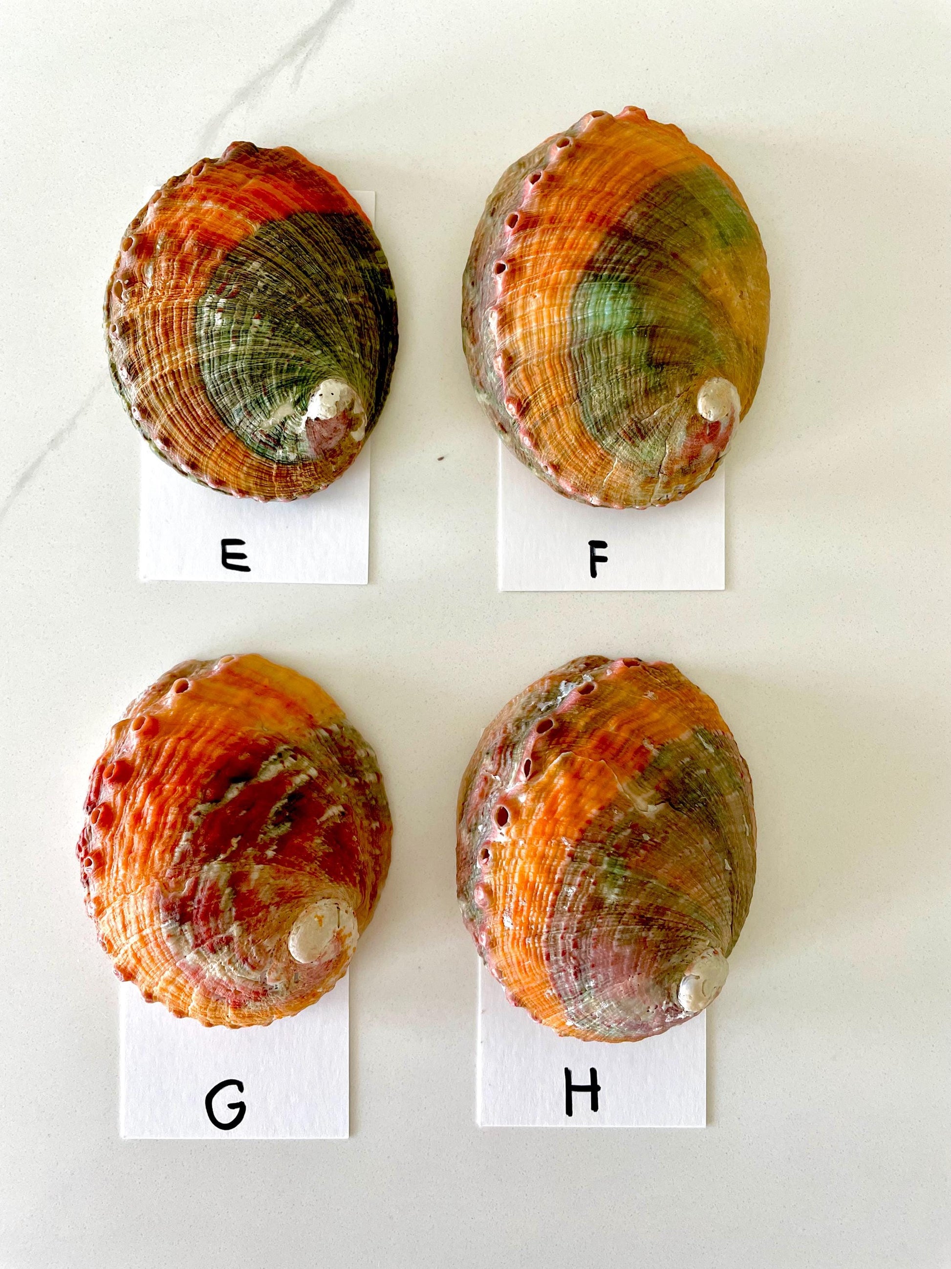 BANDED CHINO ABALONE Shells Rare 3-3.5" Natural Green Red Orange Striped Coastal Décor Ocean Specimen Collectable Display