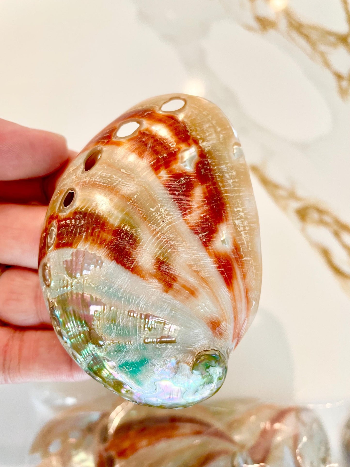 POLISHED RED ABALONE Shells 3-3.5" Natural Color Display Seashell Coastal Décor Sage Dish