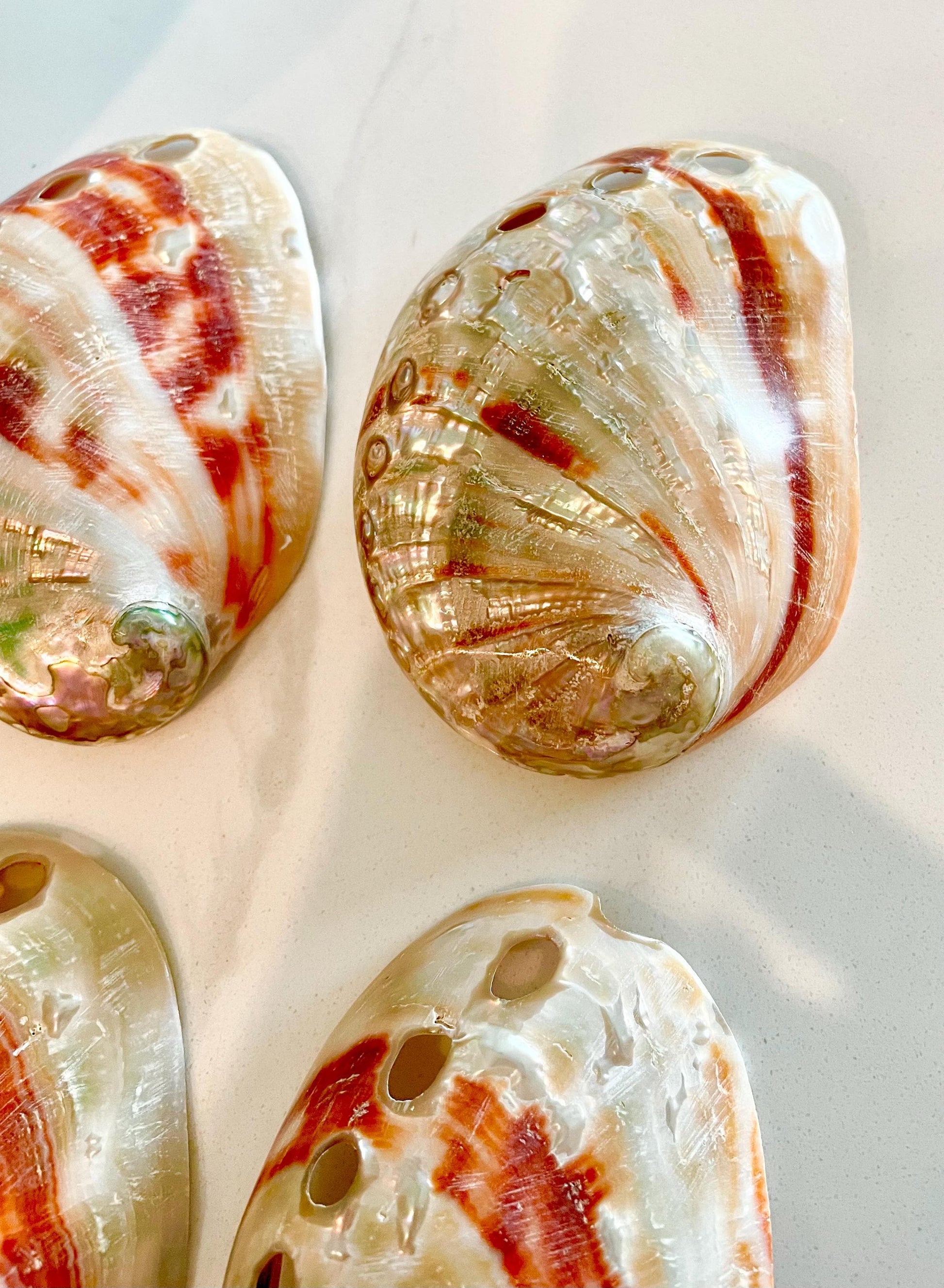 POLISHED RED ABALONE Shells 3-3.5" Display Seashell Coastal Décor Sage Dish