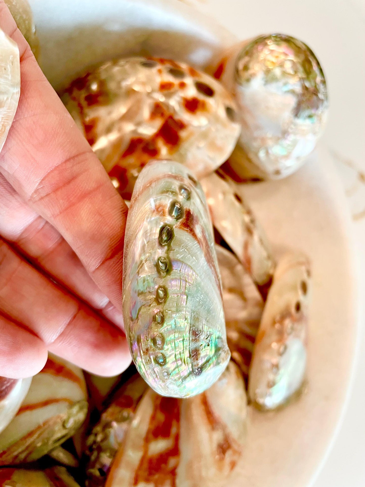 POLISHED RED ABALONE Shells 3-3.5" Natural Color Display Seashell Coastal Décor Sage Dish