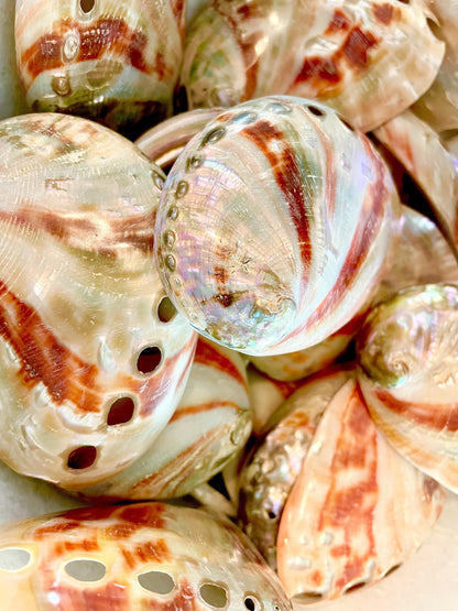 POLISHED RED ABALONE Shells 3-3.5" Natural Color Display Seashell Coastal Décor Sage Dish
