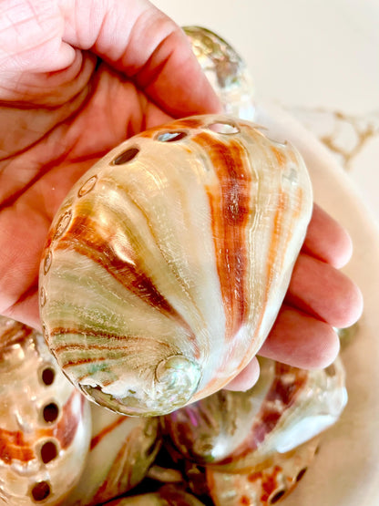 POLISHED RED ABALONE Shells 3-3.5" Display Seashell Coastal Décor Sage Dish
