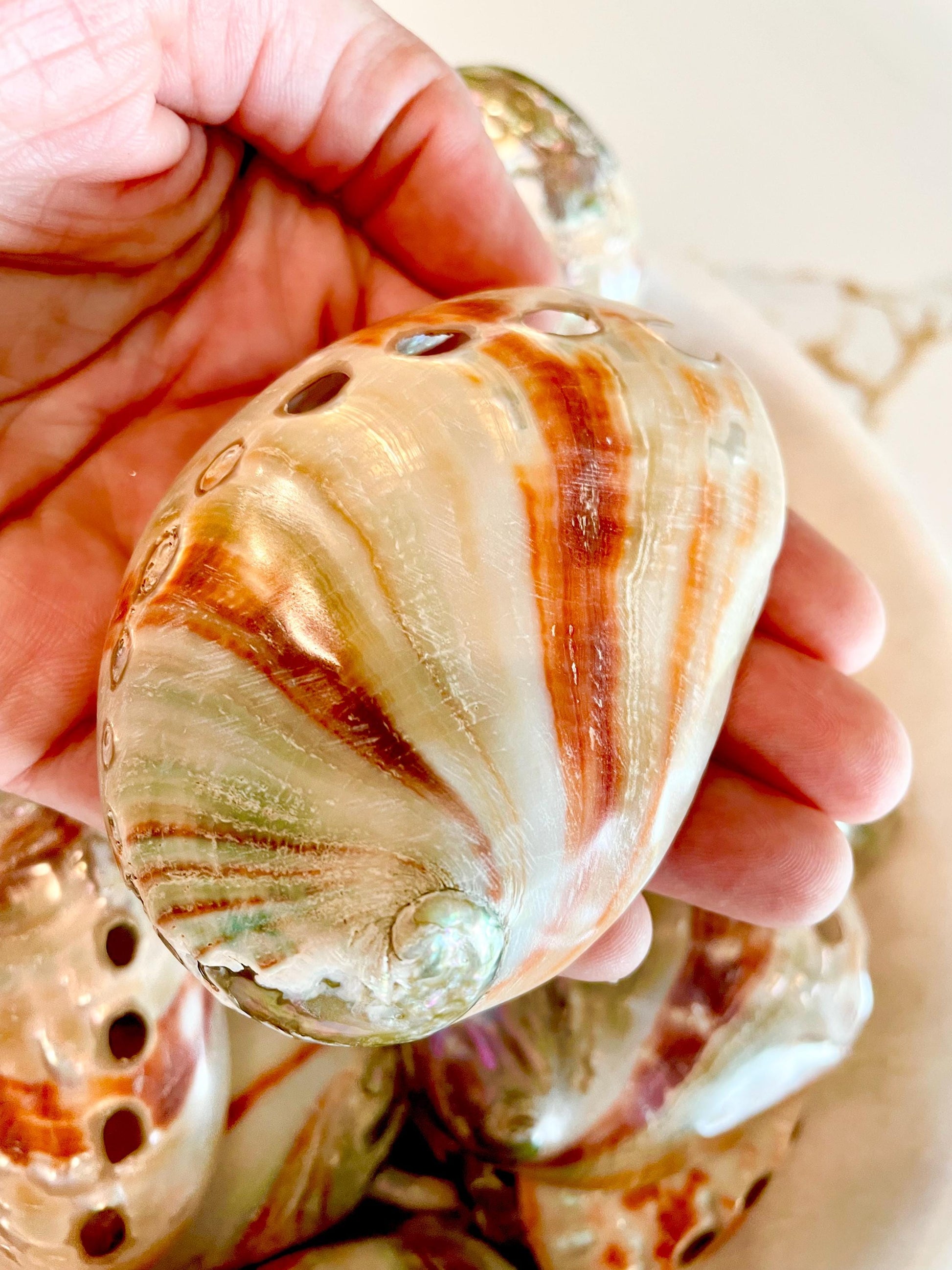 POLISHED RED ABALONE Shells 3-3.5" Natural Color Display Seashell Coastal Décor Sage Dish