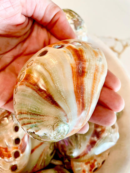 POLISHED RED ABALONE Shells 3-3.5" Natural Color Display Seashell Coastal Décor Sage Dish