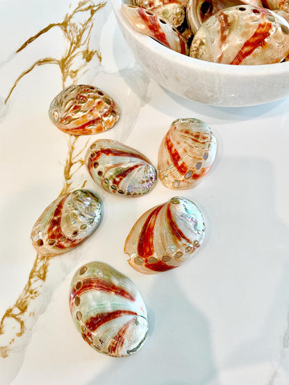 POLISHED RED ABALONE Shells 3-3.5" Natural Color Display Seashell Coastal Décor Sage Dish