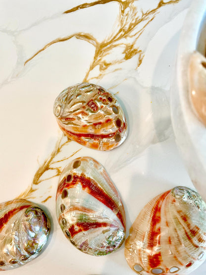 POLISHED RED ABALONE Shells 3-3.5" Natural Color Display Seashell Coastal Décor Sage Dish