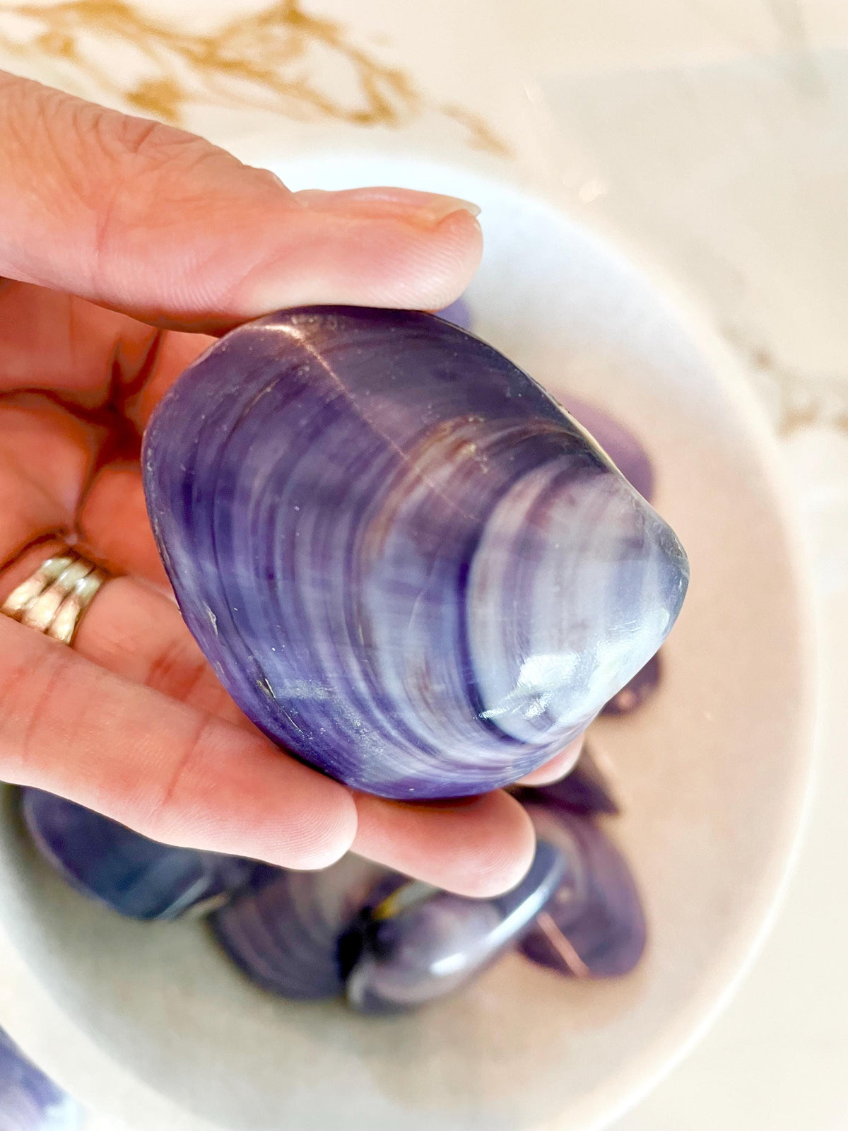 POLISHED PURPLE CLAMS *Set of 3* 2-3" Paired Shells Natural Craft Seashells