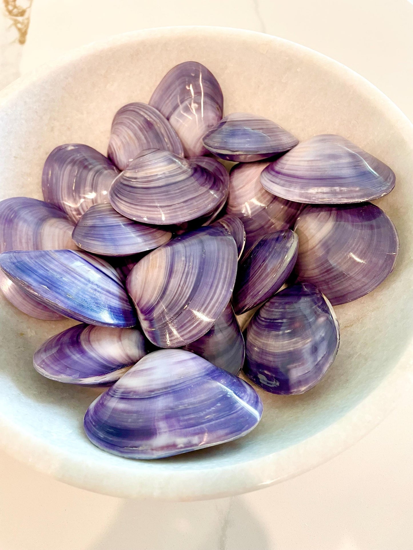 POLISHED PURPLE CLAMS *Set of 3* 2-3" Paired Shells Natural Craft Seashells