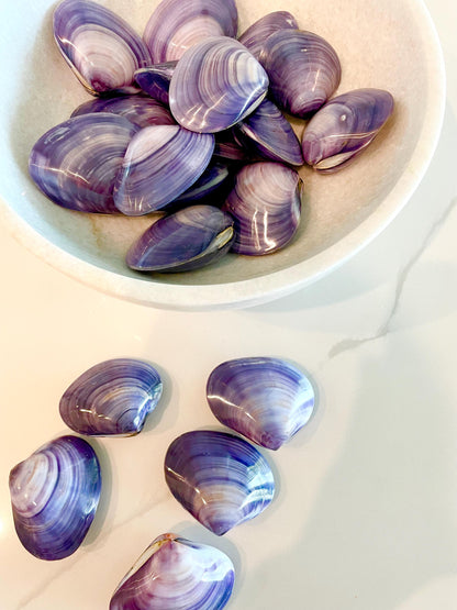 POLISHED PURPLE CLAMS *Set of 3* 2-3" Paired Shells Natural Craft Seashells