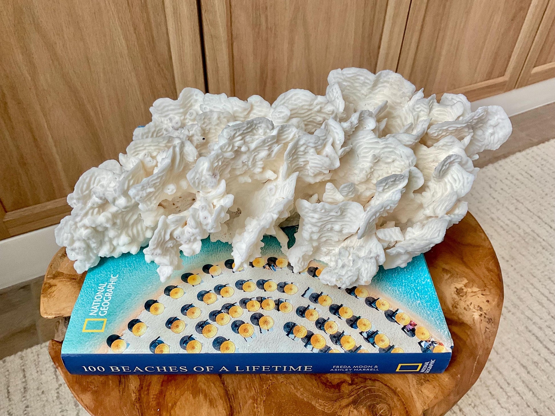 Exquisite 11.5" Natural RUGOSA CORAL Fossil Lucite Display Specimen Sculpture Ocean Art Decorative Coastal Beach Home Décor Wedding Gift