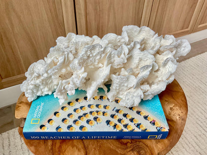 Exquisite 11.5" Natural RUGOSA CORAL Fossil Lucite Display Specimen Sculpture Ocean Art Decorative Coastal Beach Home Décor Wedding Gift