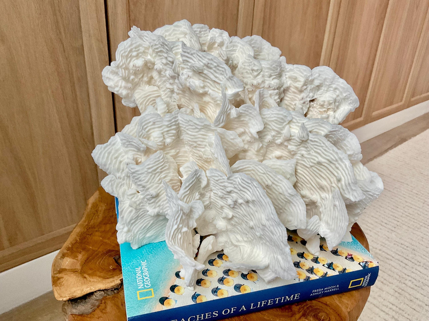Stunning12" Natural RUGOSA CORAL Fossil Lucite Display Specimen Sculpture Ocean Art Decorative Coastal Beach Home Décor Wedding Gift