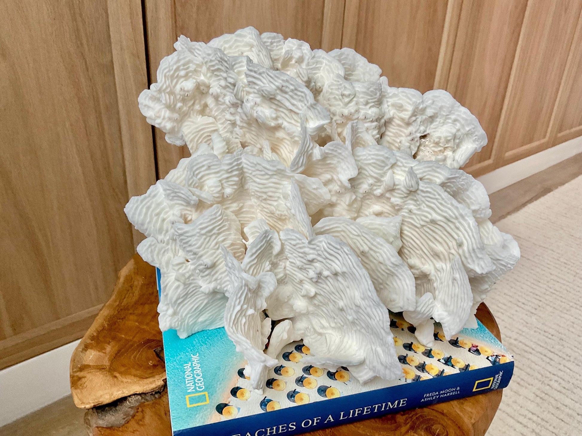 Stunning12" Natural RUGOSA CORAL Fossil Lucite Display Specimen Sculpture Ocean Art Decorative Coastal Beach Home Décor Wedding Gift