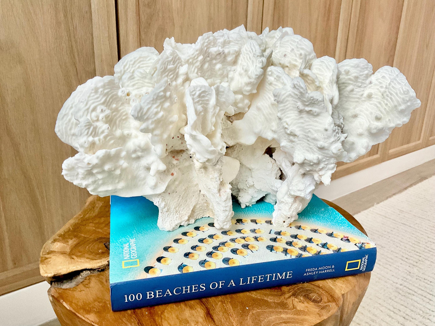 Spectacular 12.5" Natural RUGOSA CORAL Fossil Lucite Display Specimen Sculpture Ocean Art Decorative Coastal Beach Home Décor Wedding Gift