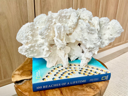 Spectacular 12.5" Natural RUGOSA CORAL Fossil Lucite Display Specimen Sculpture Ocean Art Decorative Coastal Beach Home Décor Wedding Gift