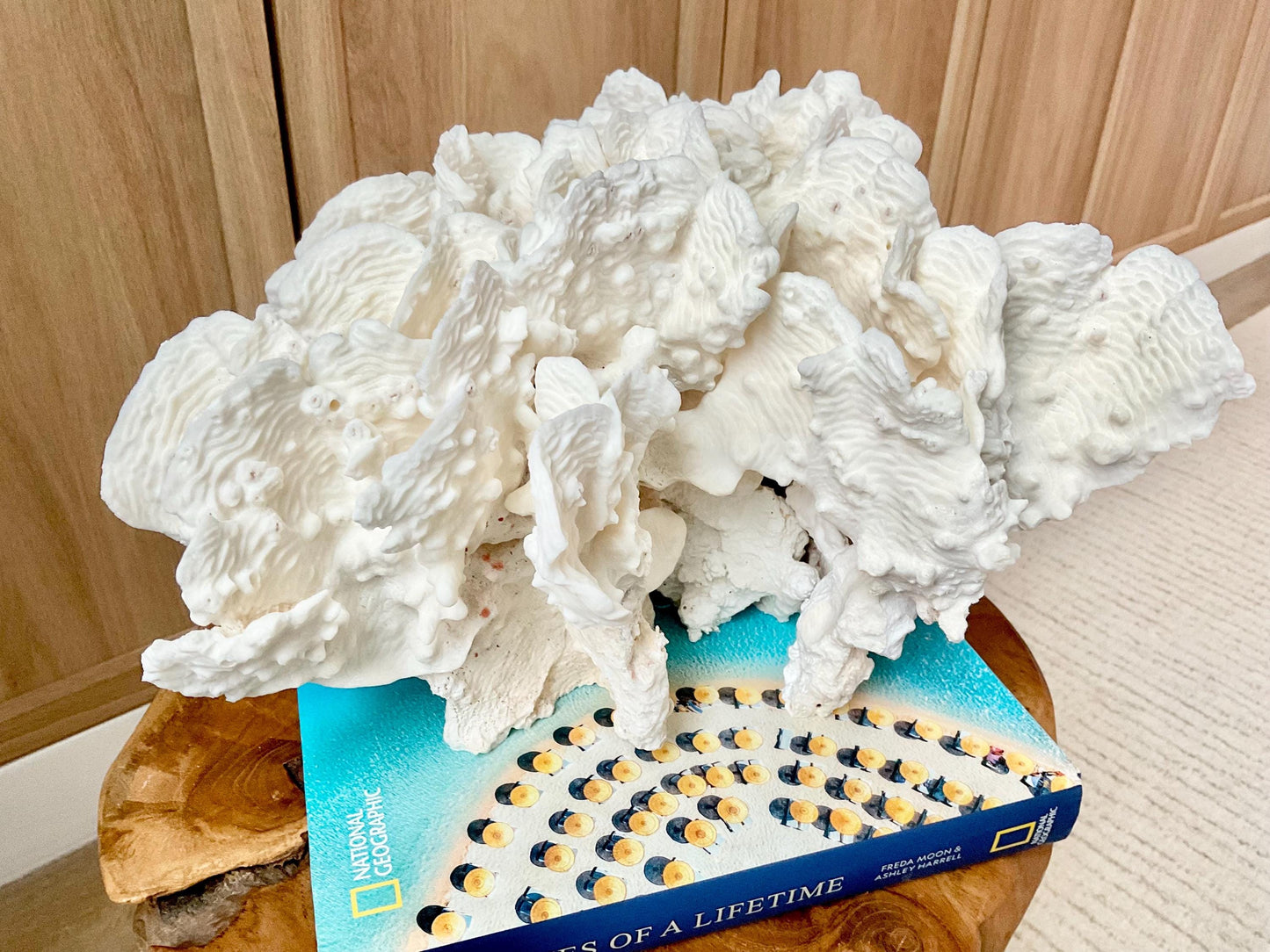 Spectacular 12.5" Natural RUGOSA CORAL Fossil Lucite Display Specimen Sculpture Ocean Art Decorative Coastal Beach Home Décor Wedding Gift