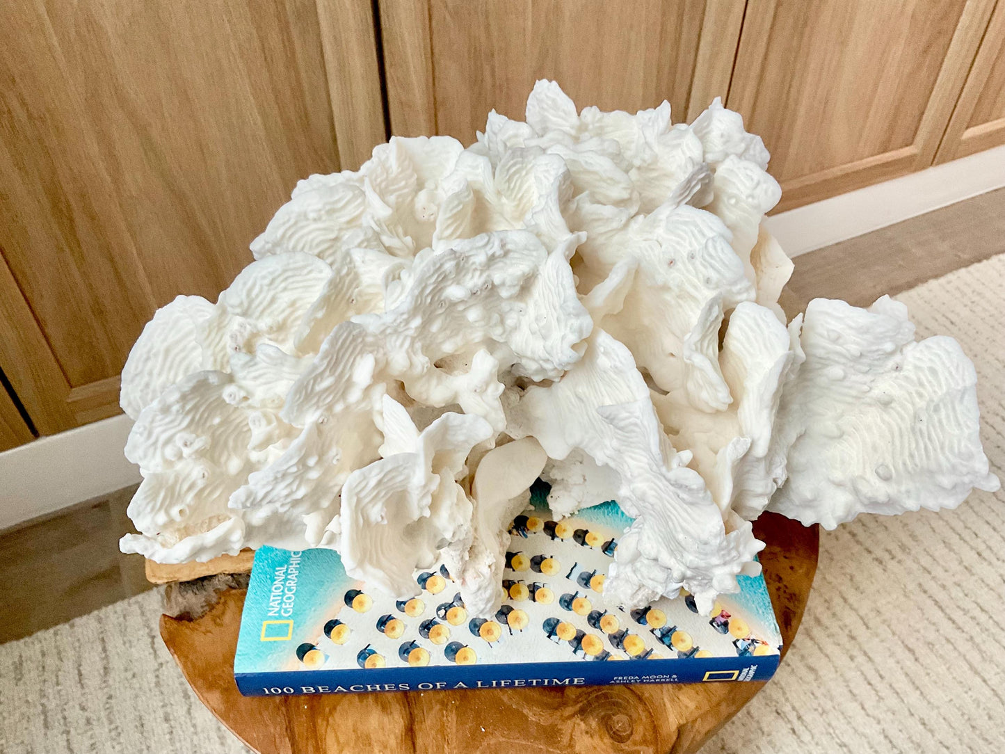 Spectacular 12.5" Natural RUGOSA CORAL Fossil Lucite Display Specimen Sculpture Ocean Art Decorative Coastal Beach Home Décor Wedding Gift