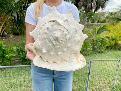 YELLOW HORNED HELMET Shell *All Sizes* Natural Orange Polished Glossy Interior Display Seashell Cassis Cornuta Coastal Beach Home Décor