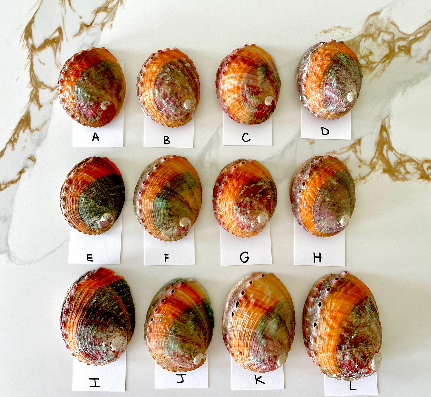 BANDED CHINO ABALONE Shells 3-3.5" Green Red Orange Striped Coastal Décor