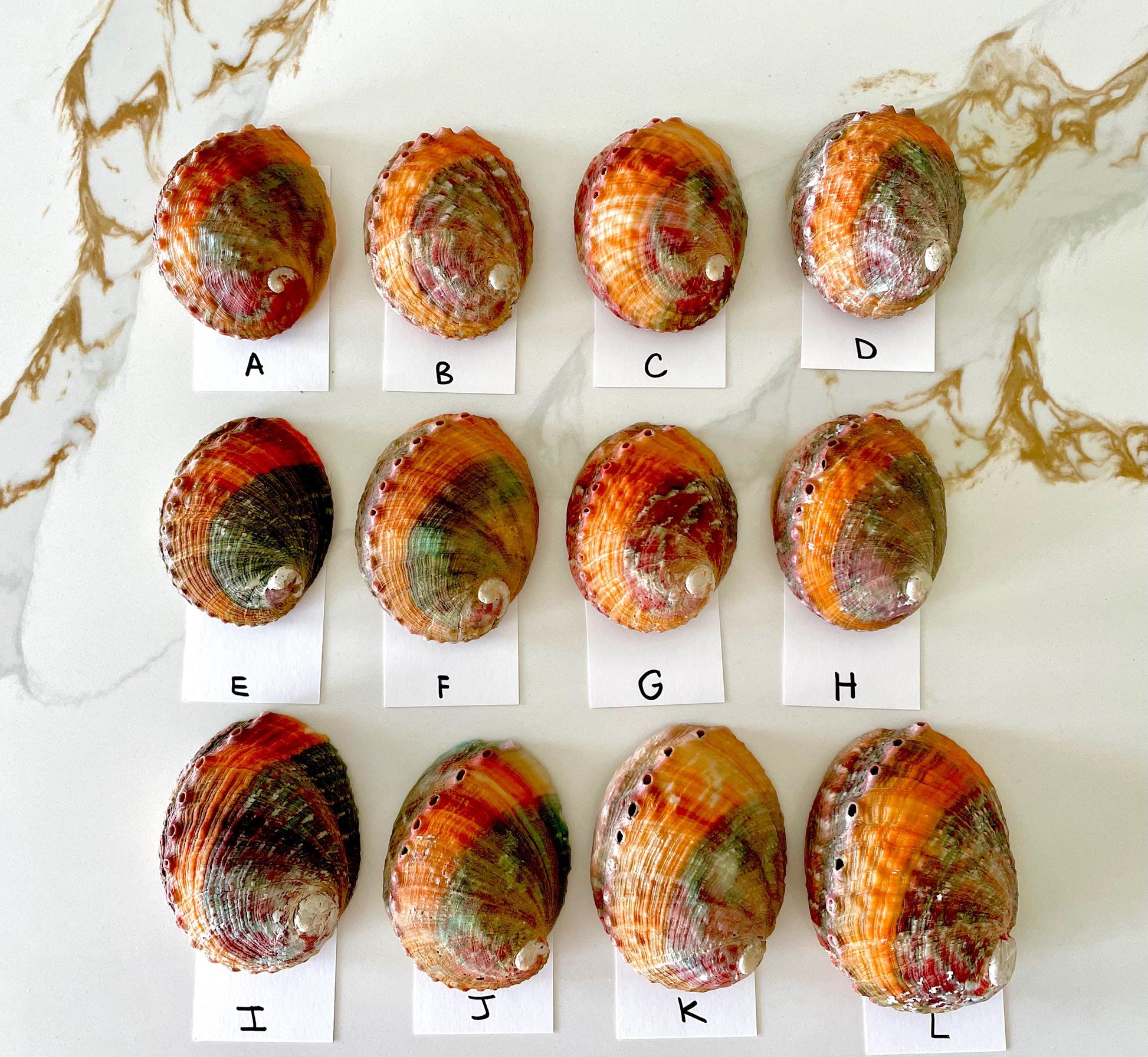 BANDED CHINO ABALONE Shells Rare 3-3.5" Natural Green Red Orange Striped Coastal Décor Ocean Specimen Collectable Display