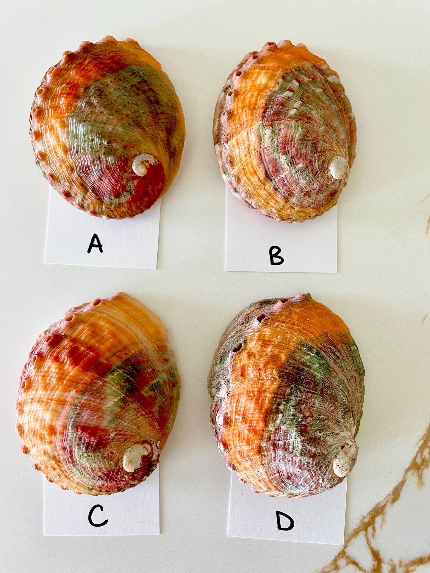 BANDED CHINO ABALONE Shells 3-3.5" Green Red Orange Striped Coastal Décor