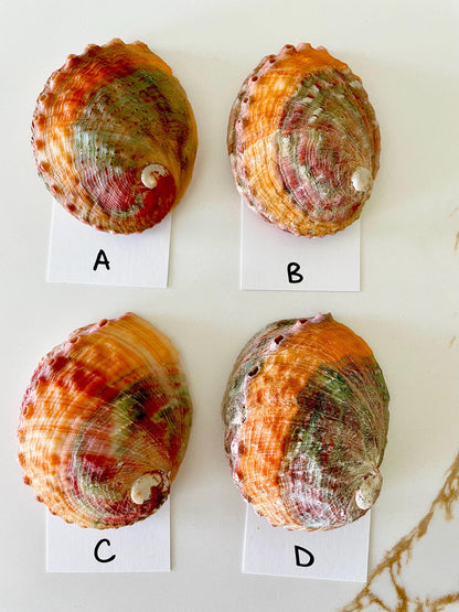 BANDED CHINO ABALONE Shells Rare 3-3.5" Natural Green Red Orange Striped Coastal Décor Ocean Specimen Collectable Display