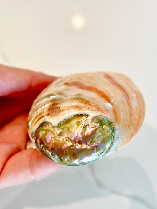 POLISHED RED ABALONE Shells 3-3.5" Display Seashell Coastal Décor Sage Dish