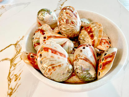 POLISHED RED ABALONE Shells 3-3.5" Natural Color Display Seashell Coastal Décor Sage Dish