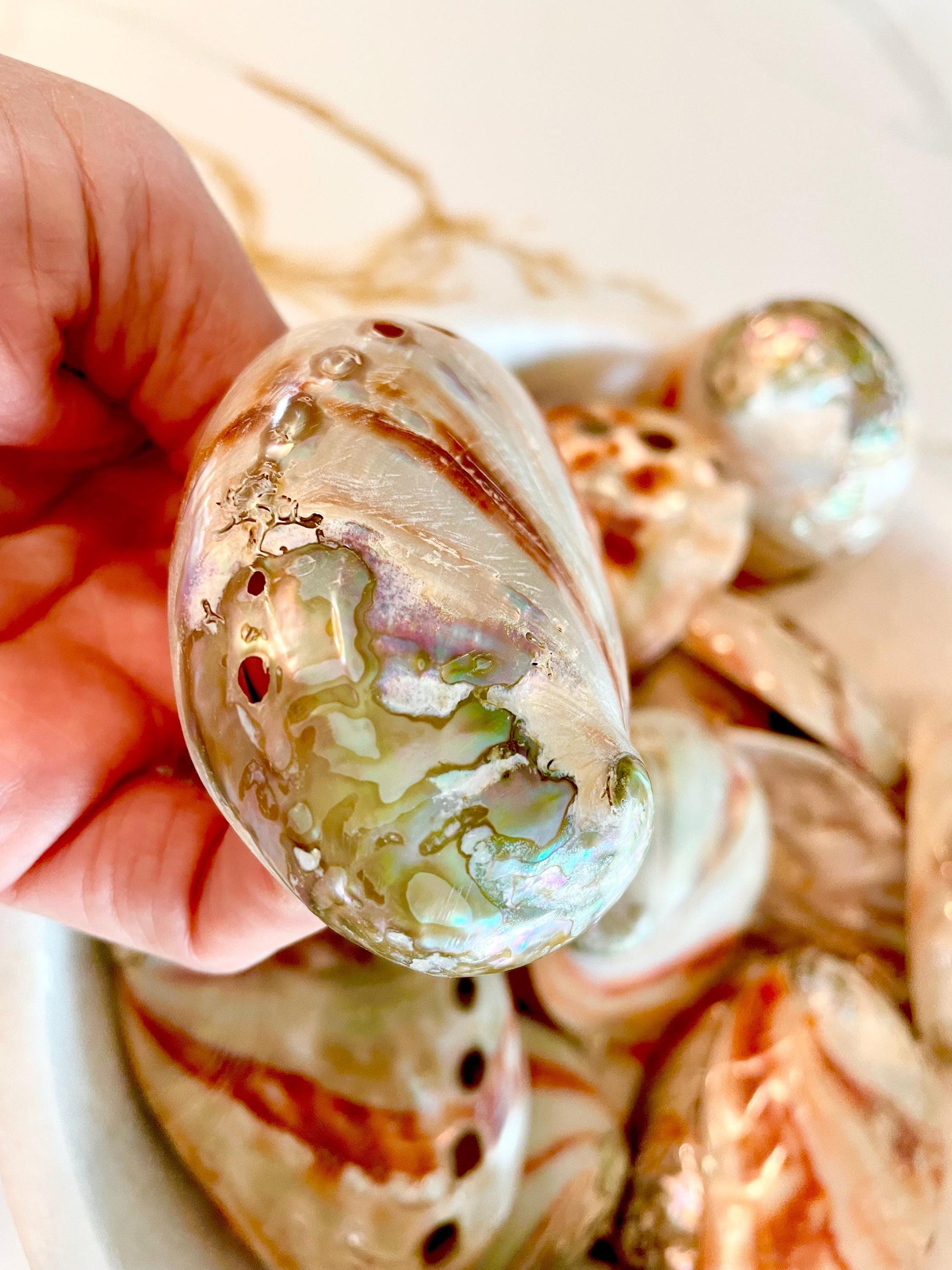 POLISHED RED ABALONE Shells 3-3.5" Display Seashell Coastal Décor Sage Dish