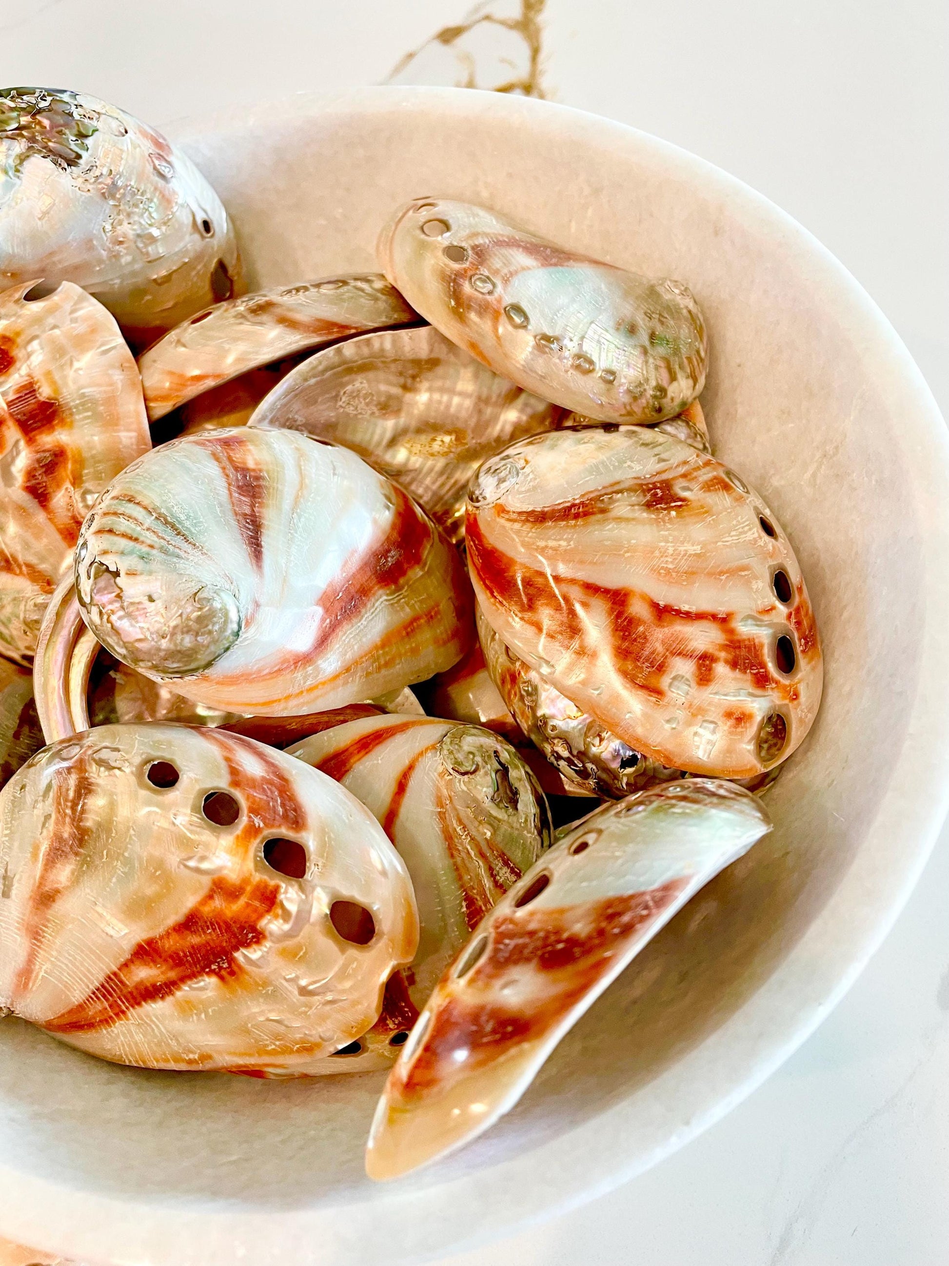 POLISHED RED ABALONE Shells 3-3.5" Display Seashell Coastal Décor Sage Dish