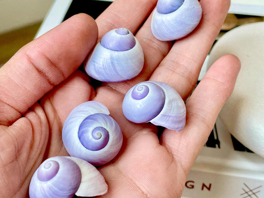 Purple Violet Sea Snail Shells 20-25mm (1") Craft Display Seashells, 1 shell per order