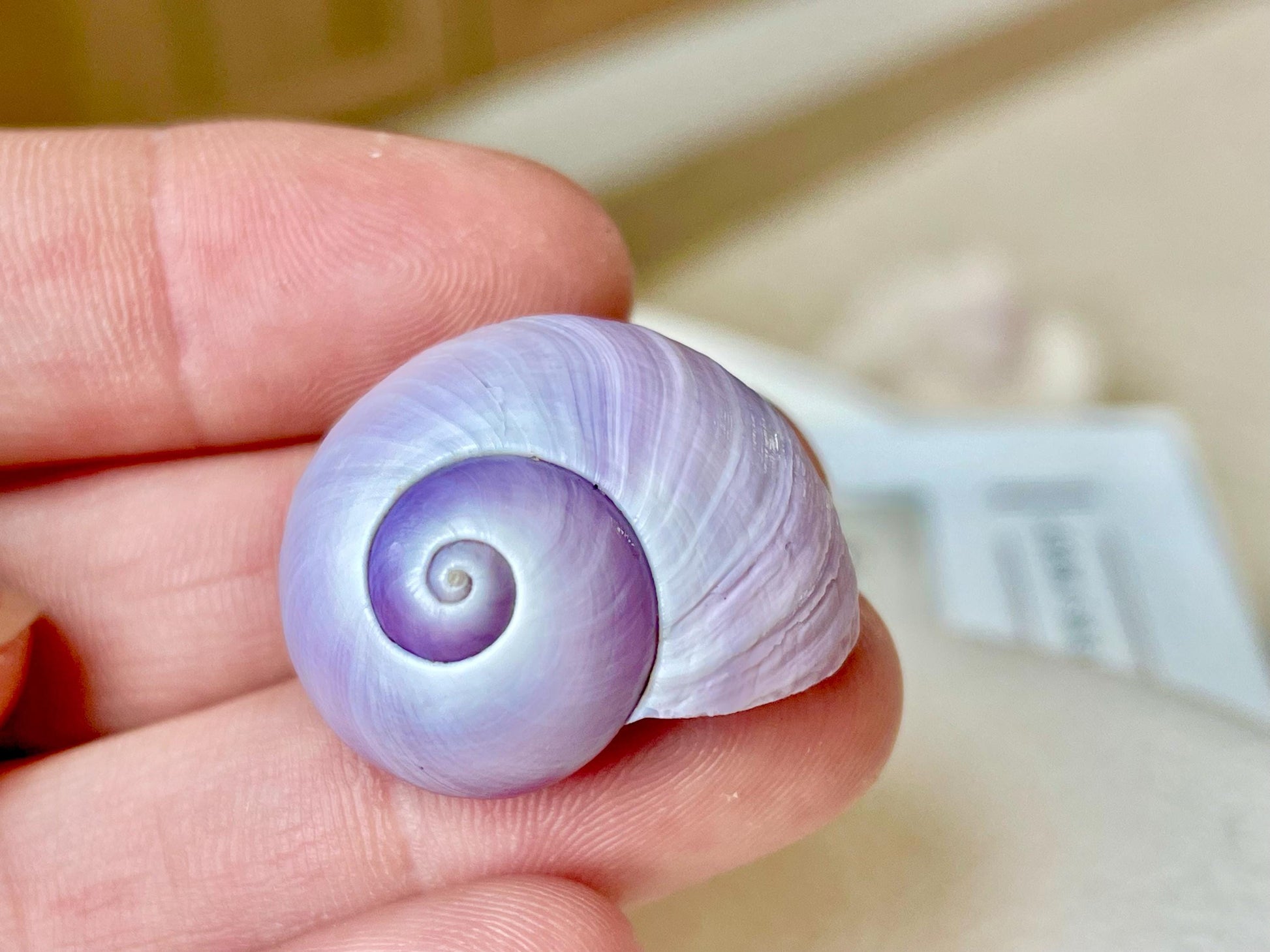 Purple Violet Sea Snail Shells 20-25mm (1") Craft Display Seashells, 1 shell per order