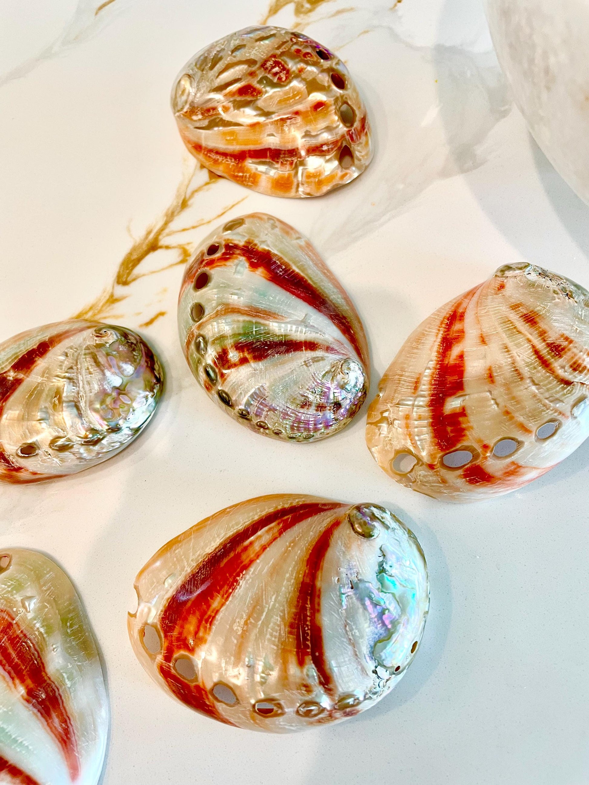 POLISHED RED ABALONE Shells 3-3.5" Natural Color Display Seashell Coastal Décor Sage Dish