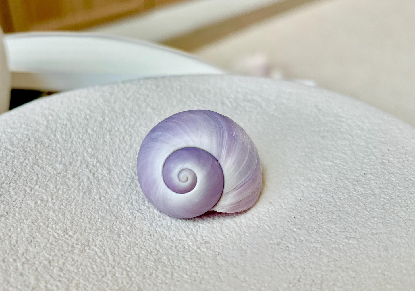 Purple Violet Sea Snail Shells 20-25mm (1") Craft Display Seashells, 1 shell per order