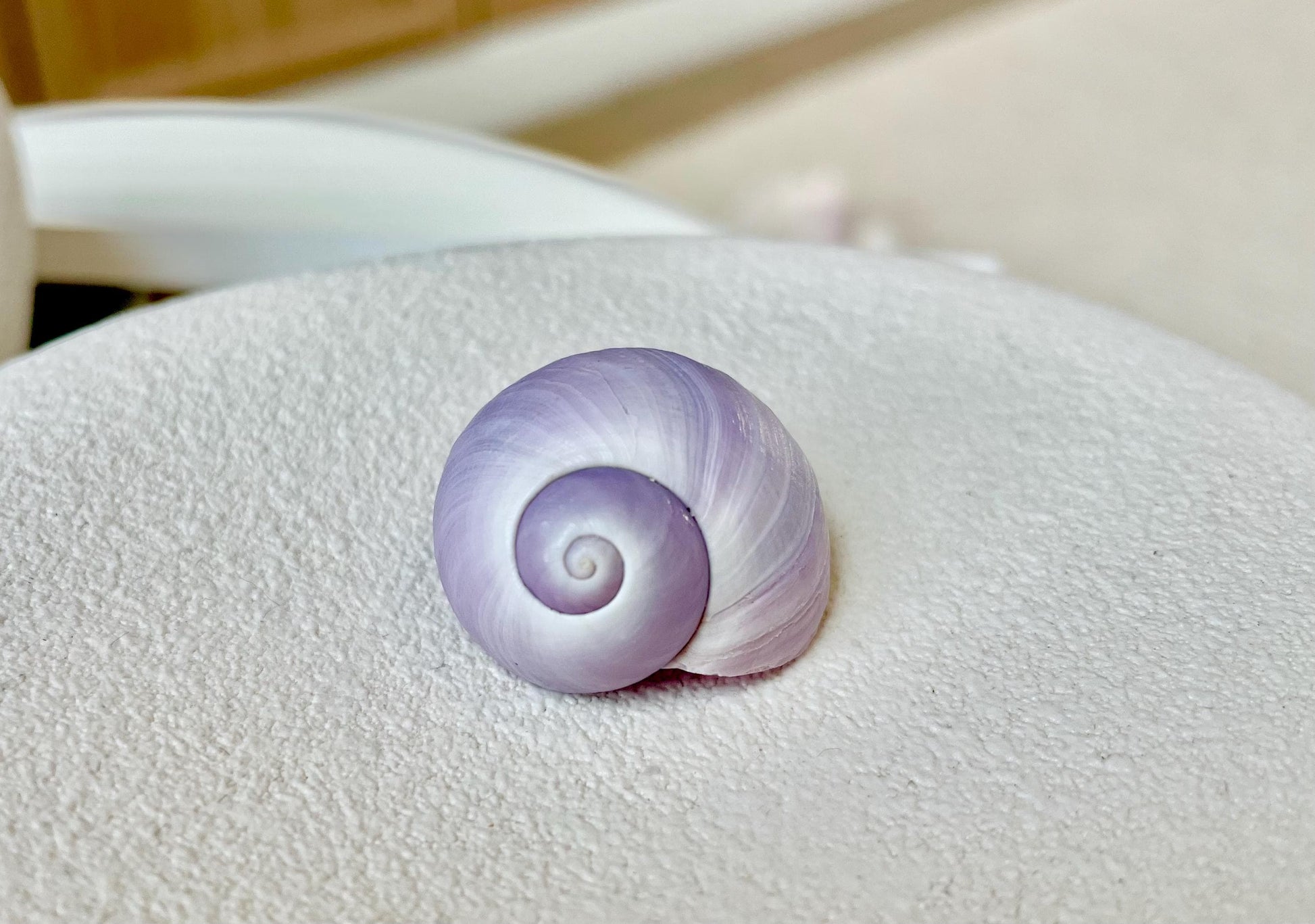 Purple Violet Sea Snail Shells 20-25mm (1") Craft Display Seashells, 1 shell per order