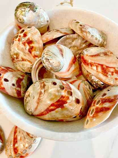 POLISHED RED ABALONE Shells 3-3.5" Natural Color Display Seashell Coastal Décor Sage Dish