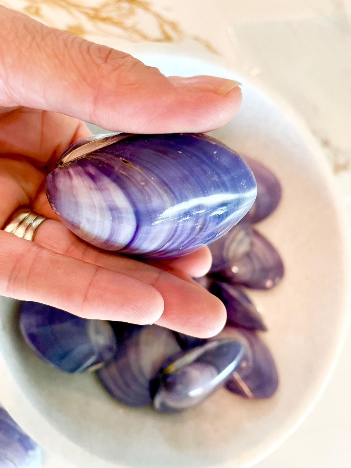POLISHED PURPLE CLAMS *Set of 3* 2-3" Paired Shells Natural Craft Seashells