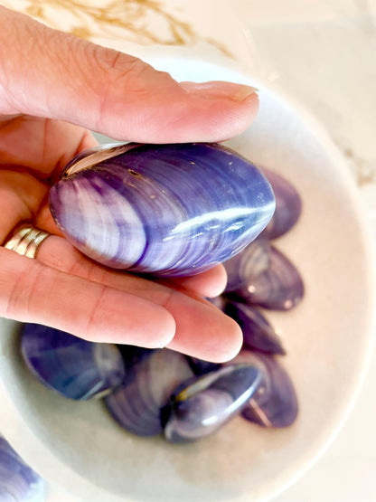 POLISHED PURPLE CLAMS *Set of 3* 2-3" Paired Shells Natural Craft Seashells