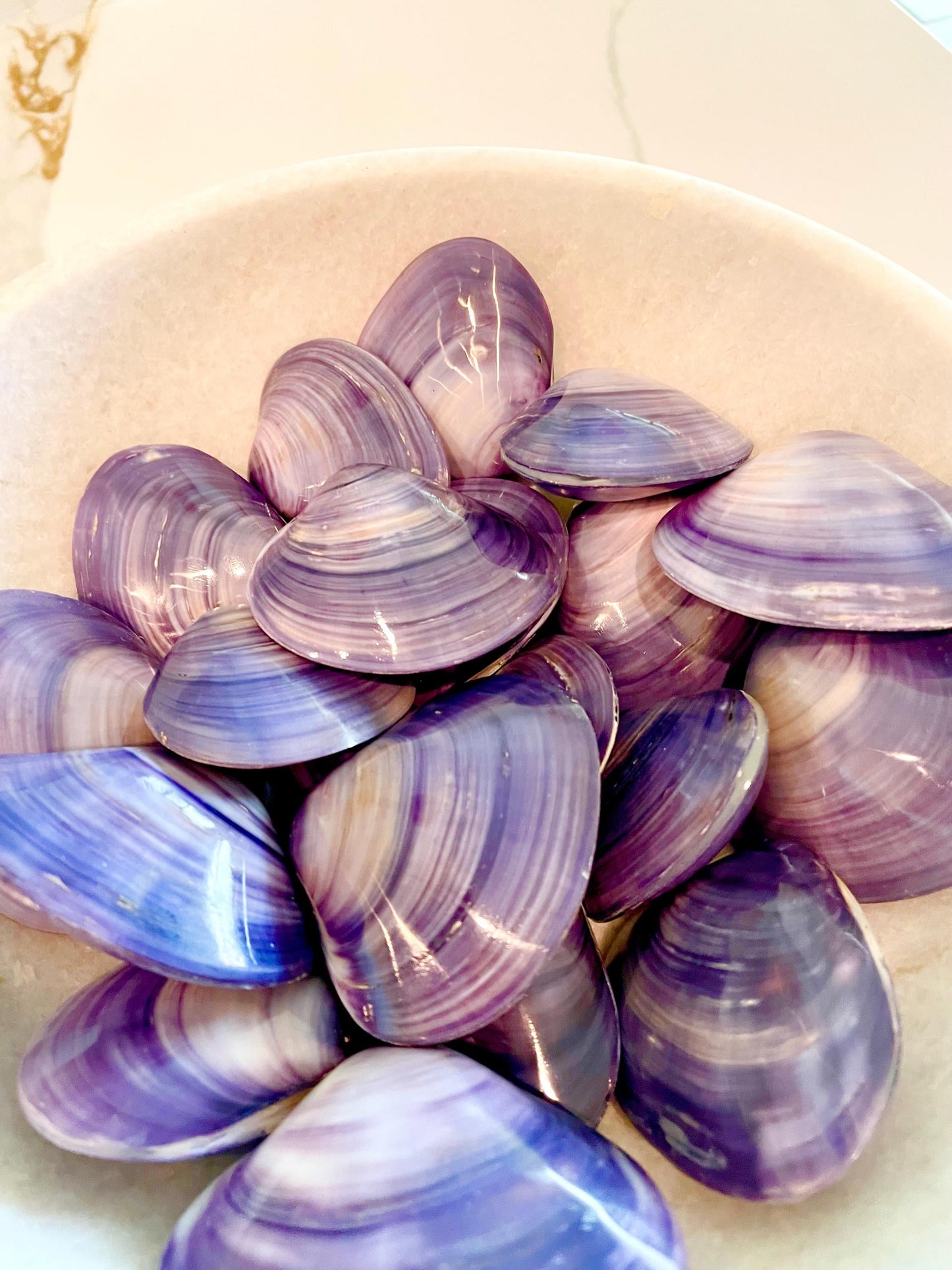 POLISHED PURPLE CLAMS *Set of 3* 2-3" Paired Shells Natural Craft Seashells