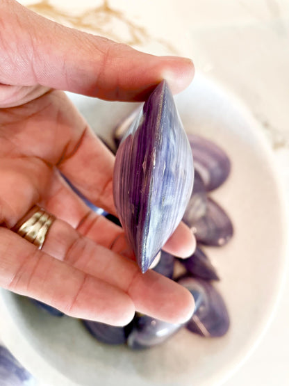 POLISHED PURPLE CLAMS *Set of 3* 2-3" Paired Shells Natural Craft Seashells