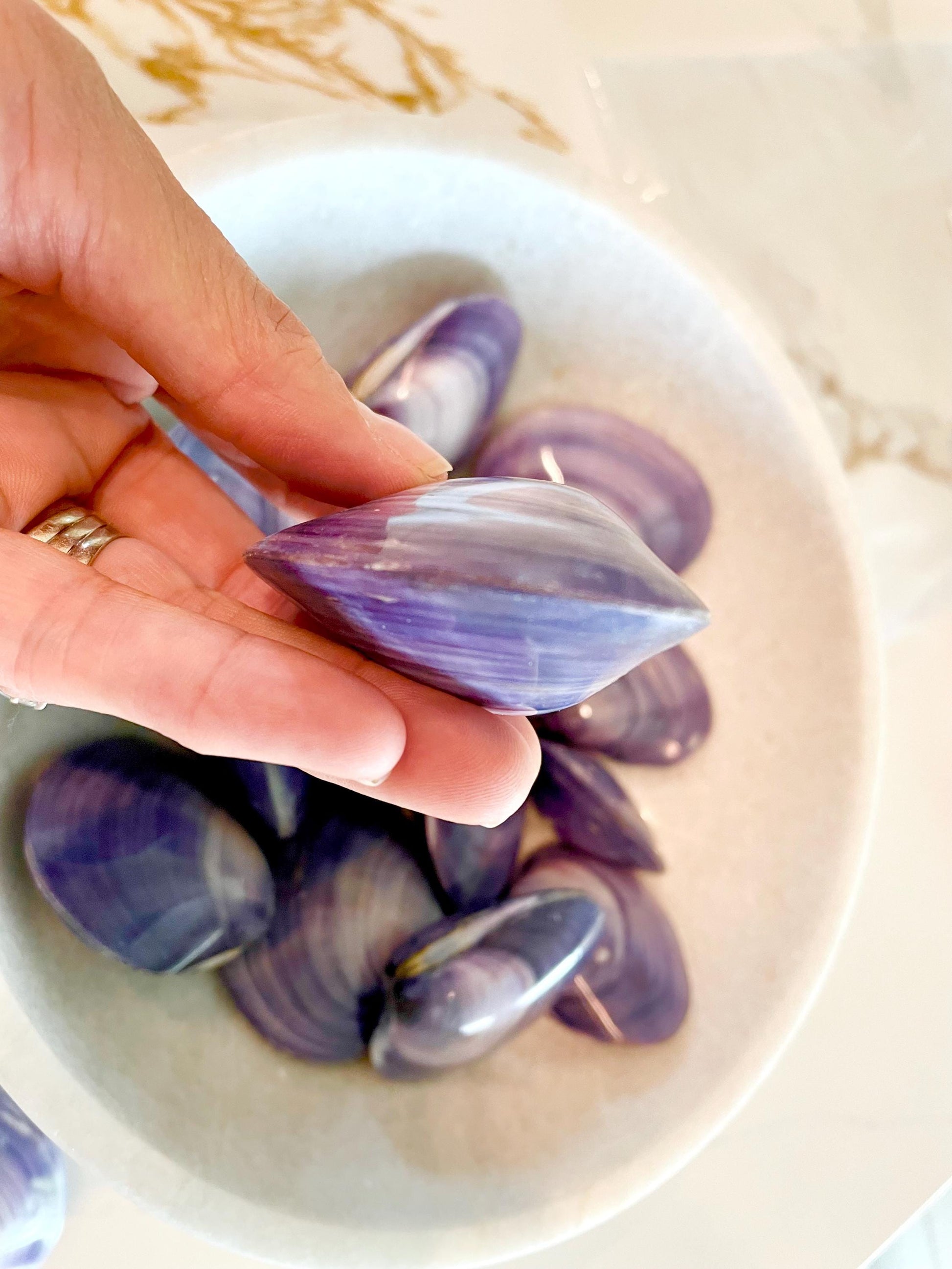 POLISHED PURPLE CLAMS *Set of 3* 2-3" Paired Shells Natural Craft Seashells