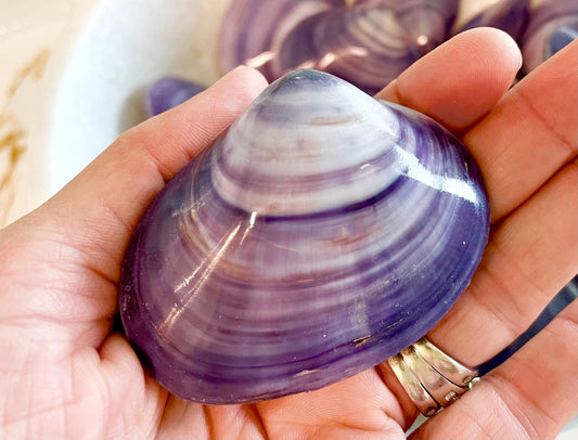 POLISHED PURPLE CLAMS *Set of 3* 2-3" Paired Shells Natural Craft Seashells