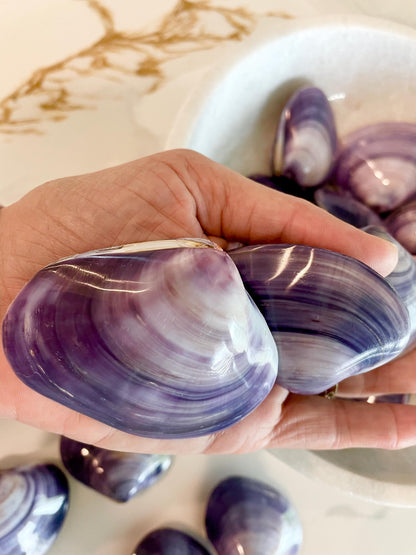 POLISHED PURPLE CLAMS *Set of 3* 2-3" Paired Shells Natural Craft Seashells