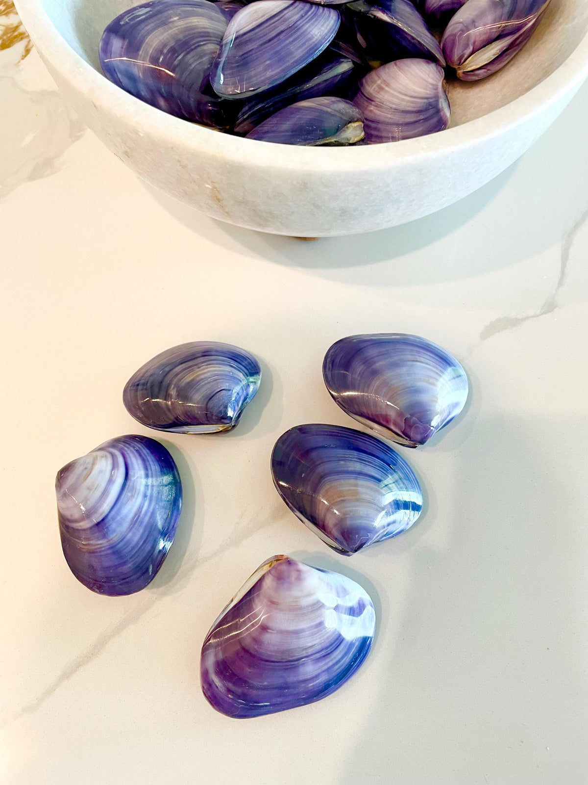 POLISHED PURPLE CLAMS *Set of 3* 2-3" Paired Shells Natural Craft Seashells