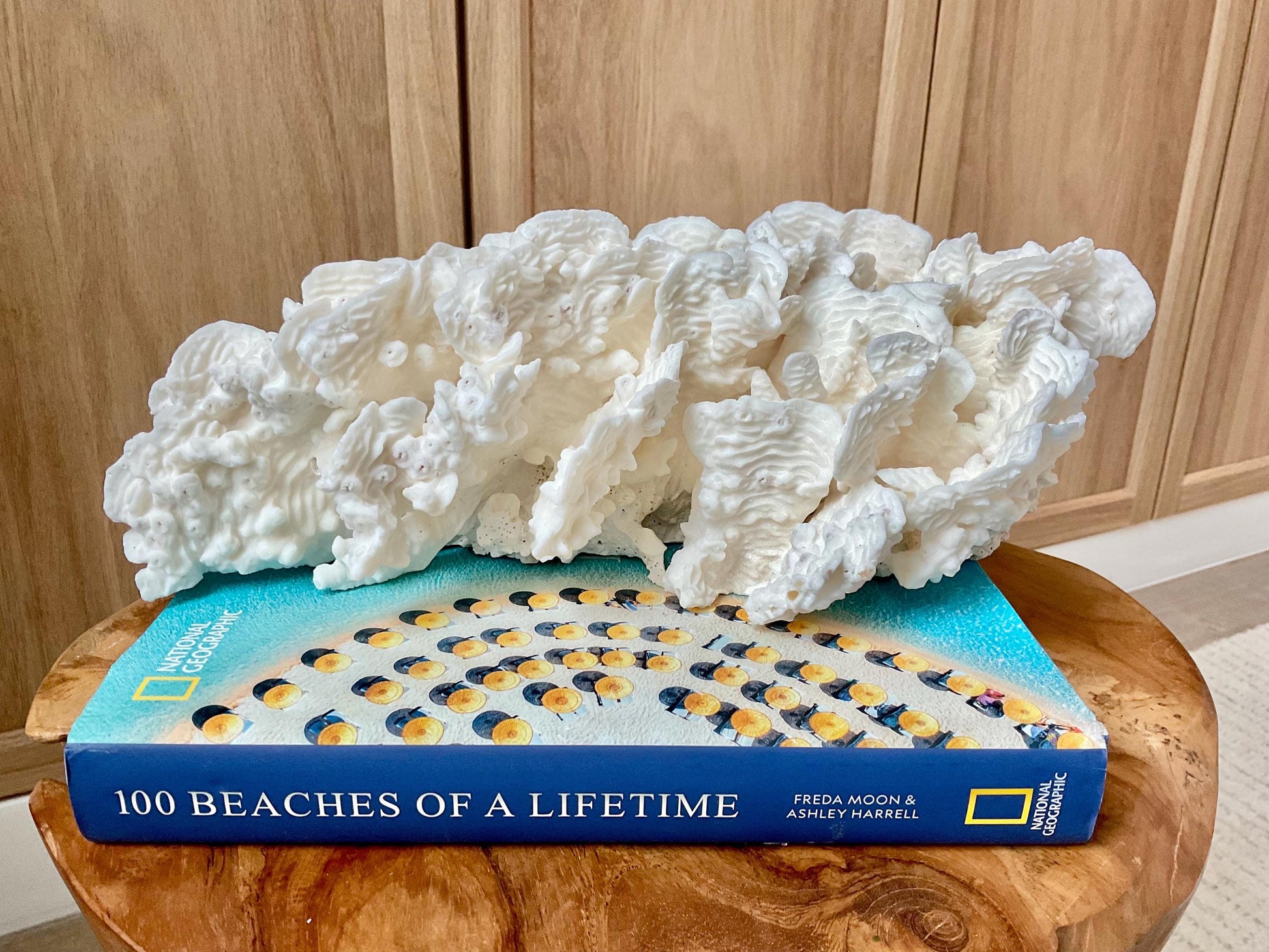 Exquisite 11.5" Natural RUGOSA CORAL Fossil Lucite Display Specimen Sculpture Ocean Art Decorative Coastal Beach Home Décor Wedding Gift